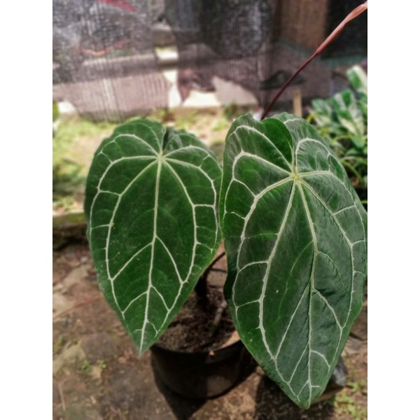 tanaman hias kuping gajah jumbo