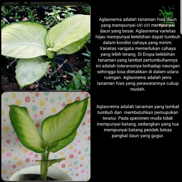Tanaman Hias Aglonema Tisu - Pohon Bibit Daun Putih Aglaonema Tissue