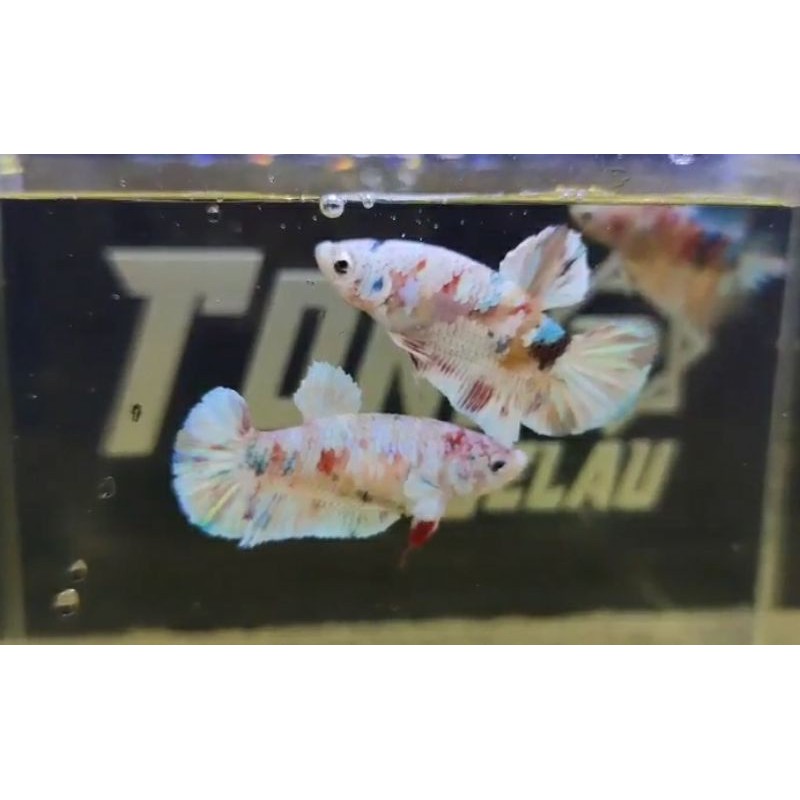 Nemo/Multycolour Gold