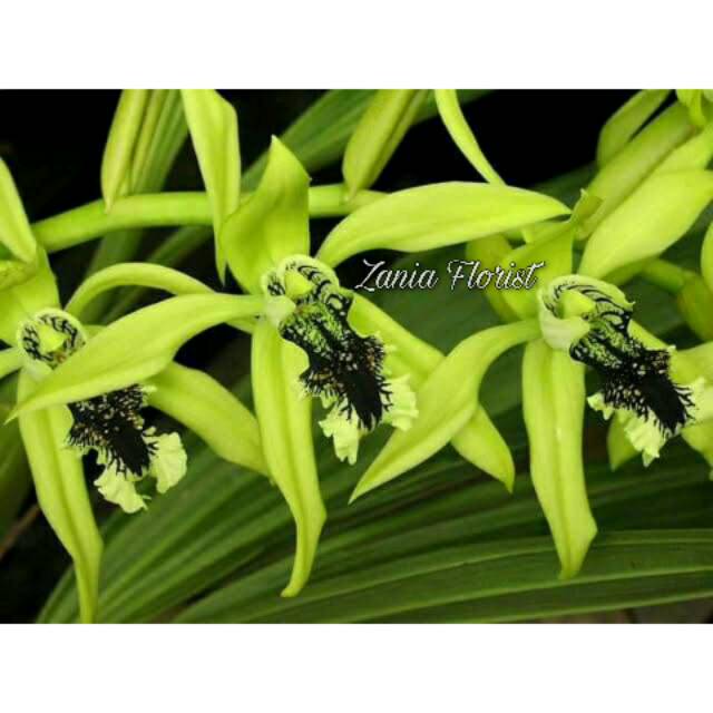 Bibit Anggrek Coelogyne Pandurata / Anggrek Hitam Kalimantan