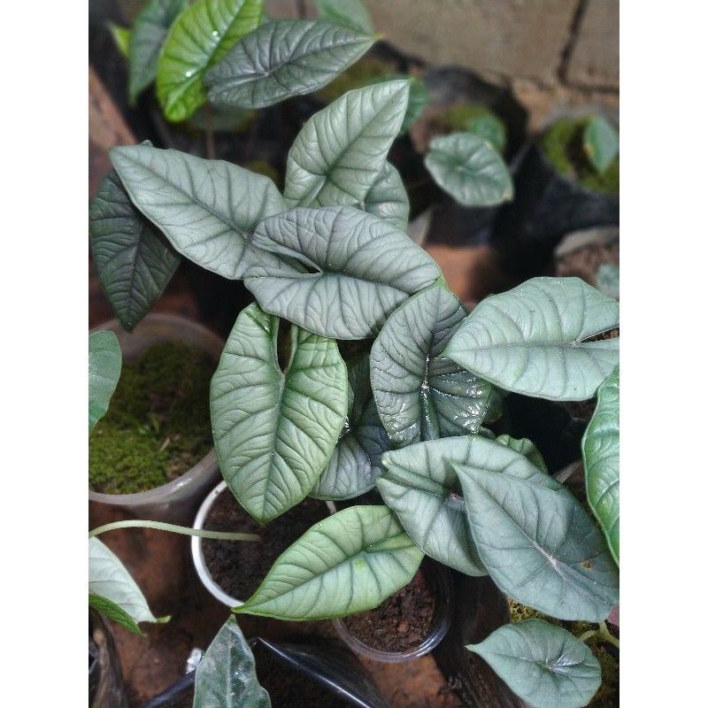 ALOCASIA BISMA SILVER (BONGGOLAN)