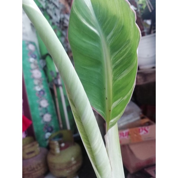 Pisang Varigata