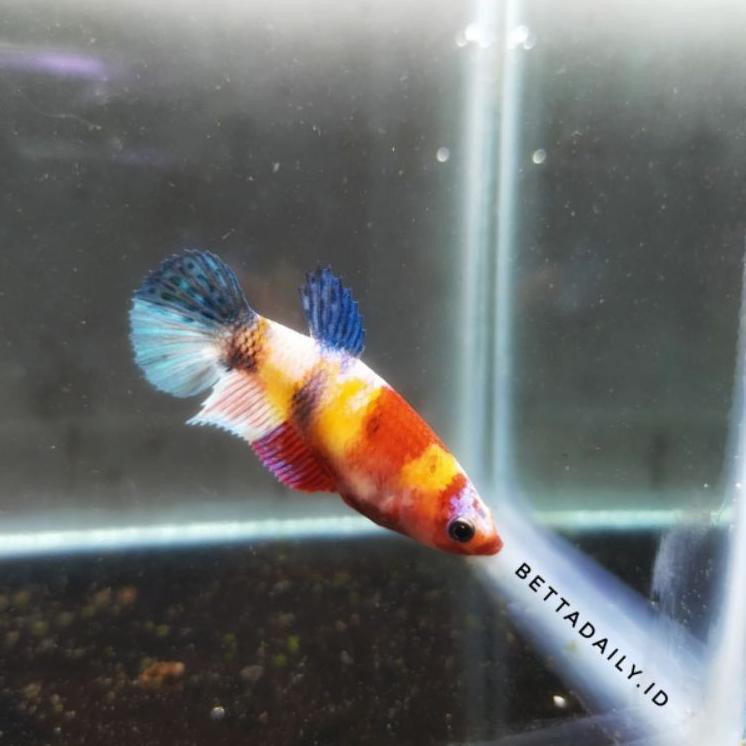 Murah ISI cupang yellow base | multicolor | nemo | fancy | yellow koi | fccp | avatar FH J AA9