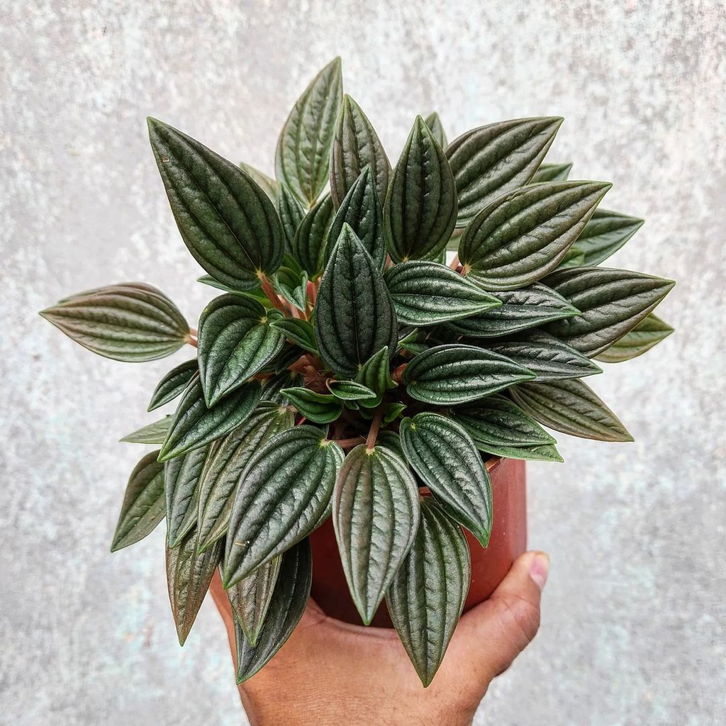 Tanaman  peperomia rosso / peperomia roso