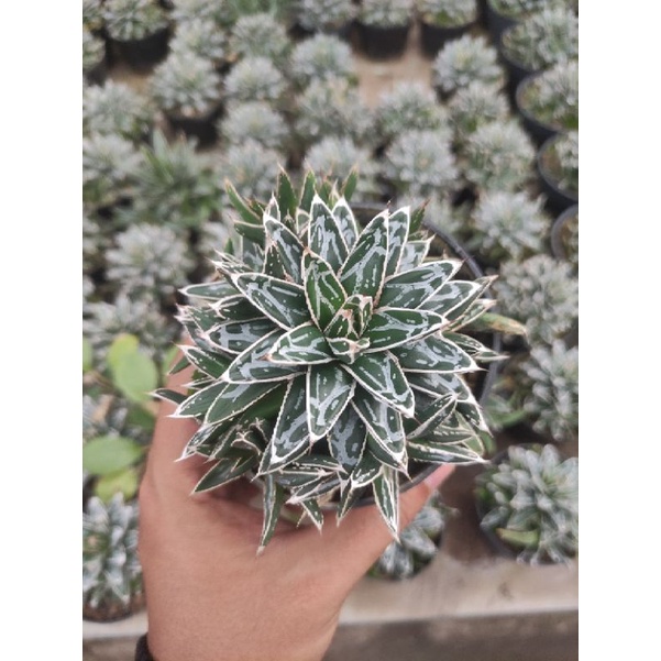 agave victoria regienae