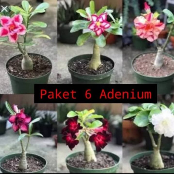 MURAH Tanaman hias adenium Kamboja Jepang - paket 6 adenium