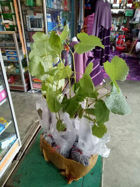 Paket 6 Bibit Tanaman Anggur