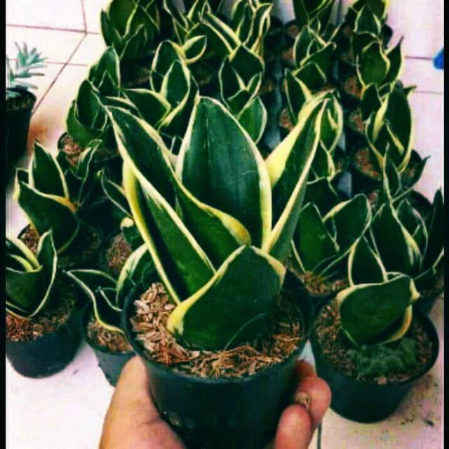 Tanaman hias sanseviera pagoda -sanseviera mini -sanseviera pagoda mini