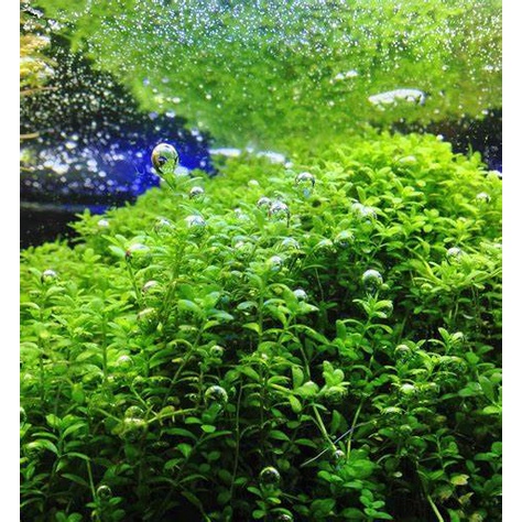 Tanaman Aquascape Baby Tears - Cocok Untuk Karpet - Bonsai Aquascape - Very Easy