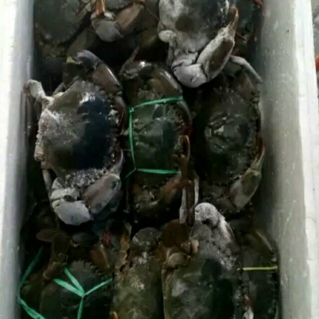 

Kepiting hijau laut