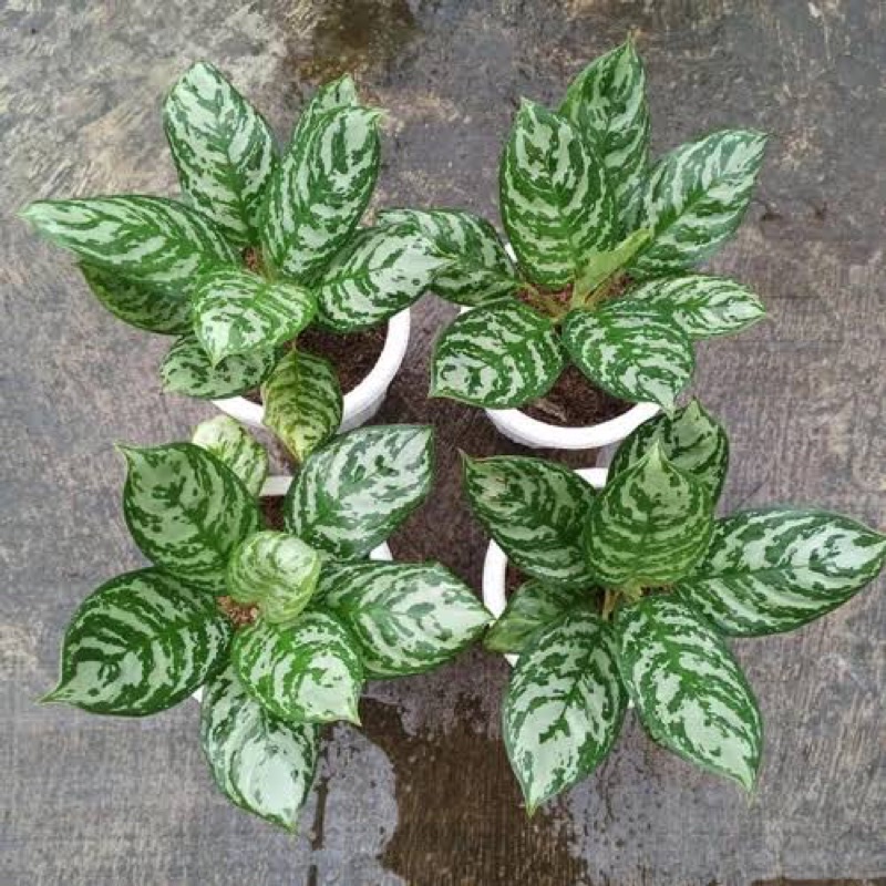 Aglonema Green Compacta