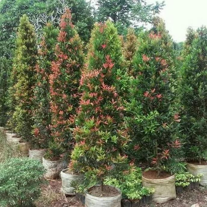 Pohon Pucuk Merah 1,5 Meter