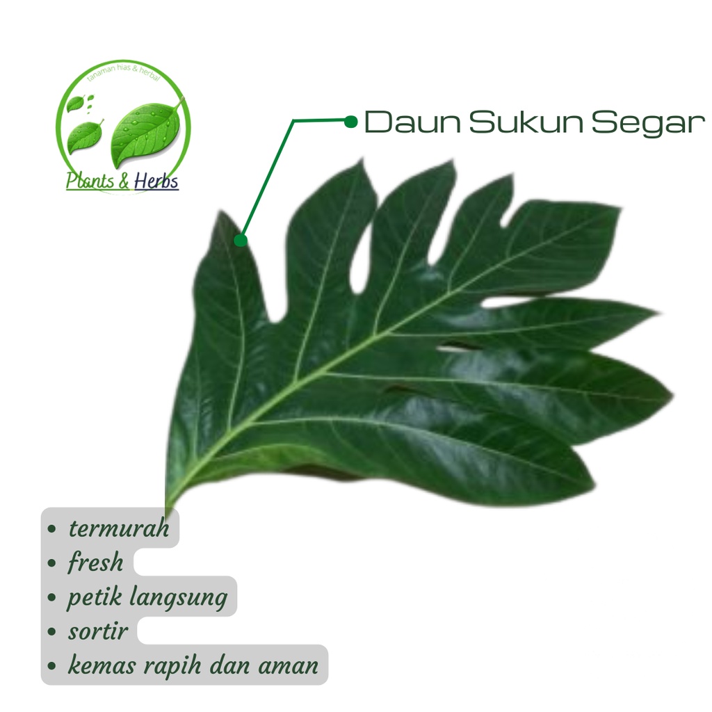 Terlaris Daun Sukun Segar Perlembar - Daun Sukun Pilihan