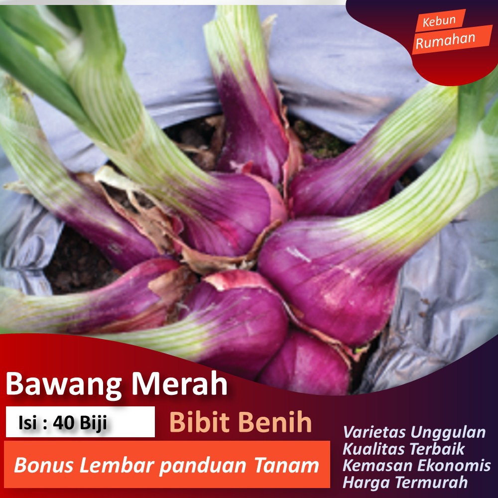 Jual Benih Bawang Merah IndonesiaShopee Indonesia