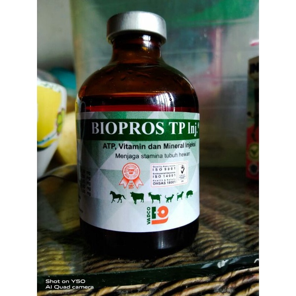 Biopros TP Inj. 50 ml (ATP lebih bagus, cocok untuk kuda pacu)