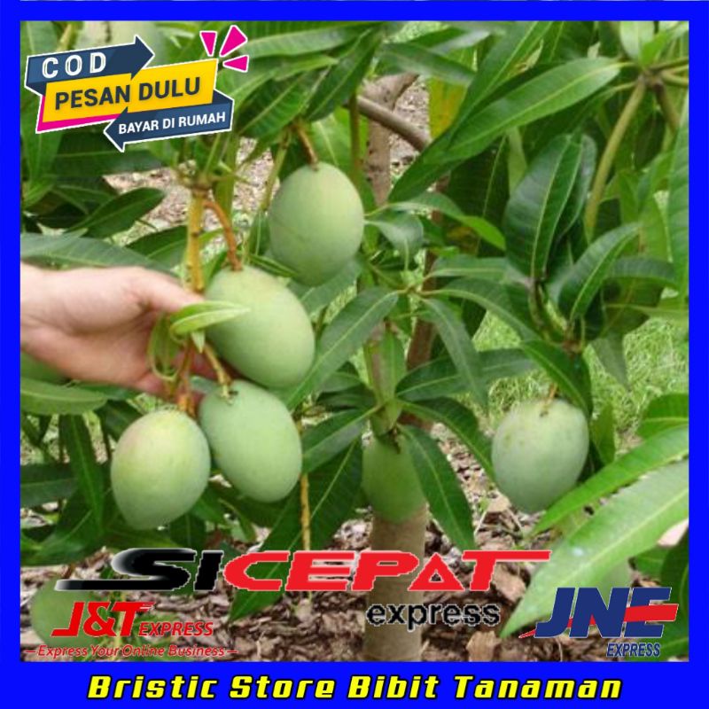 Bibit Mangga Madu Okulasi