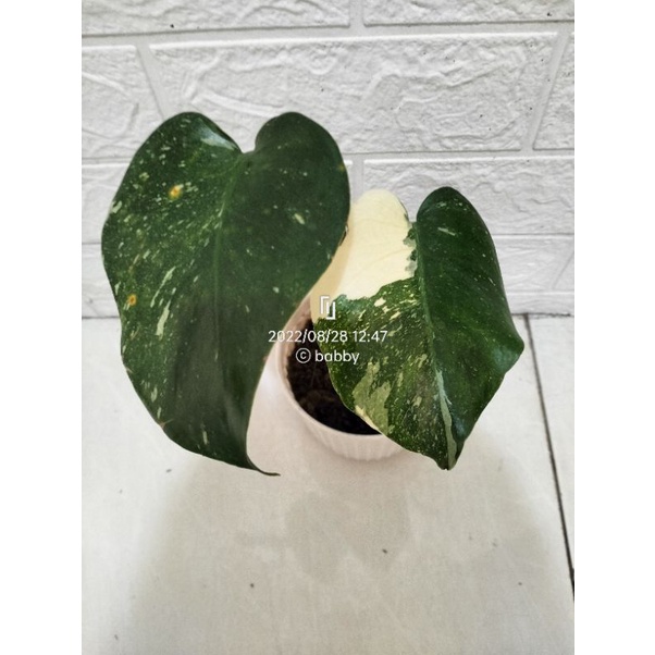 monthai varigata 2 daun