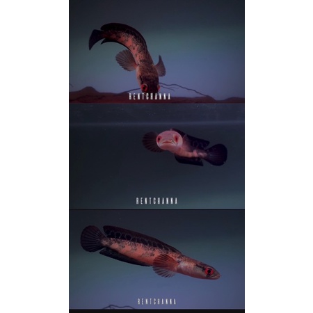 Super Red sampit 15cm koleksi pribadi kecil tua