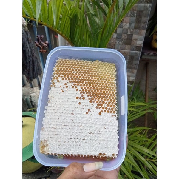 

Madu sarang murni Melifera/Cerana (500gr)