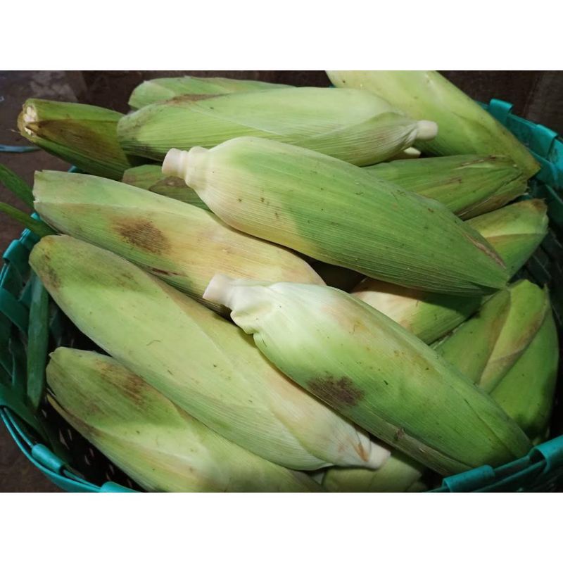 

Jagung Manis Fresh