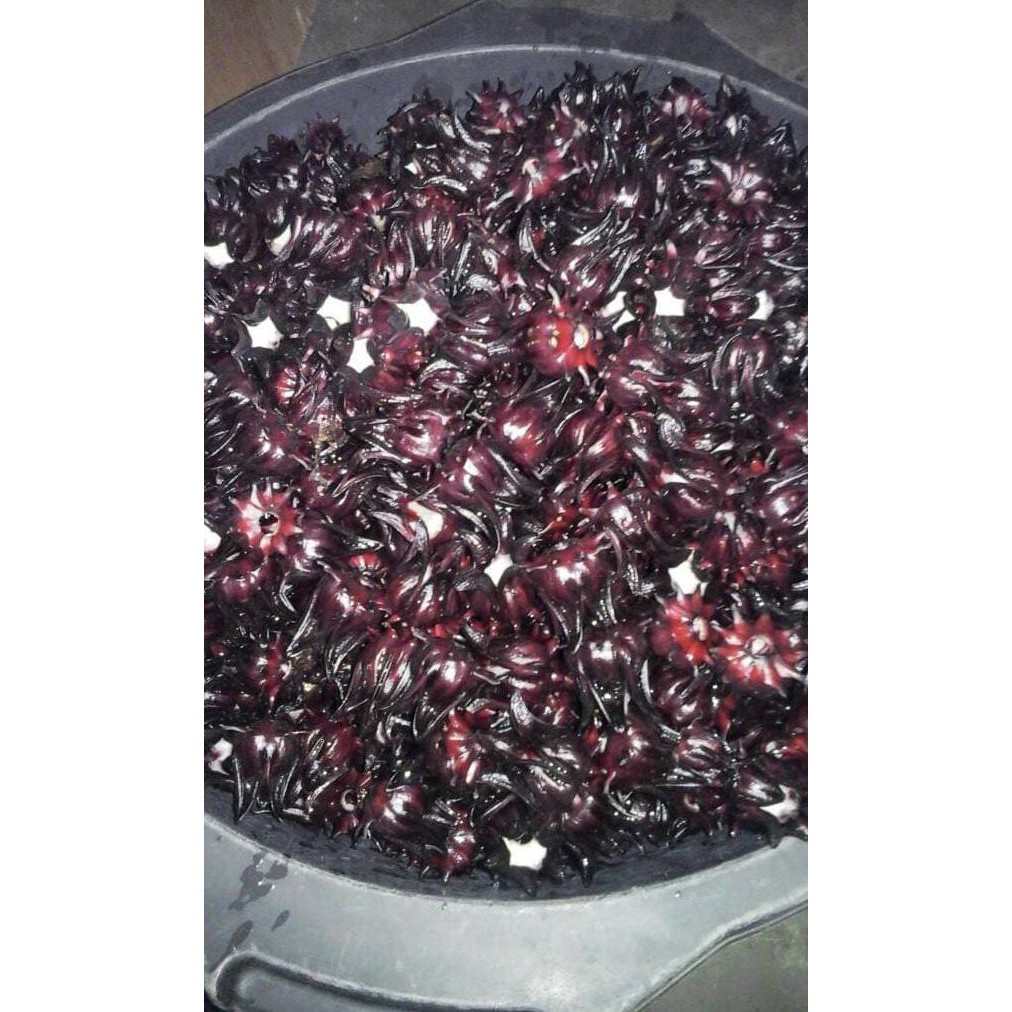 Kw Super 1 Kg Benih Biji Bunga Rosella Ungu Hitam Herbal #As_