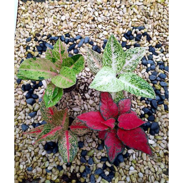 [✅COD] PAKET 4 POHON - (AGLONEMA PAKET) / AGLONEMA PAKET MURAH 4 POT