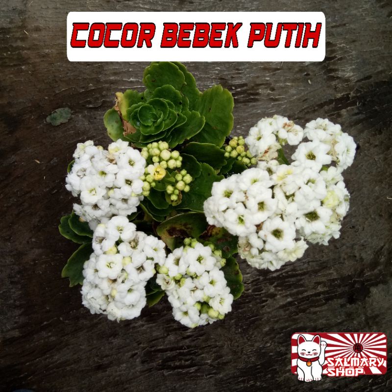 Tanaman Hias Bunga Cocor Bebek PUTIH / Kalanchoe Calandiva /  Kalancu Bunga Tumpuk Indoor