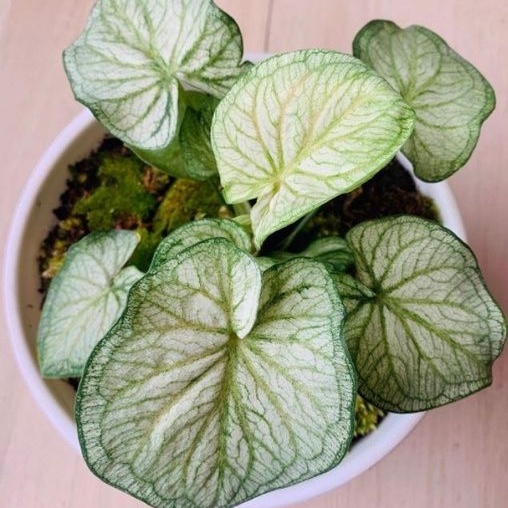 Keladi White Jaguar Keladi Hias Caladium Tanaman Hias Keladi Tanaman Keladi Hidup Tanaman Hias Murah