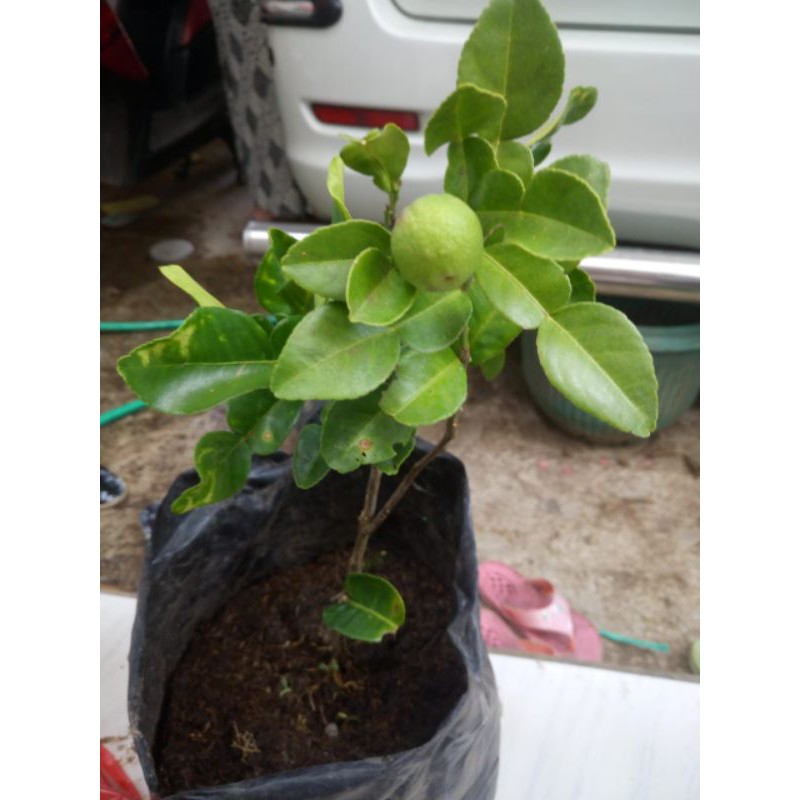 

bibit jeruk purut