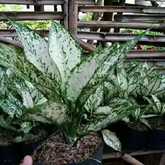 tanaman hias siam paragon aglonema siam paragon Produk Good Quality