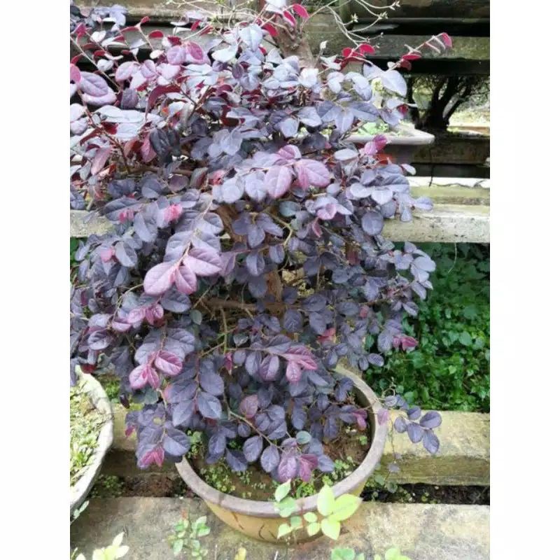 Tanaman hias Serut Merah