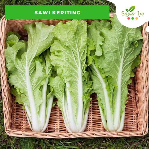 

Sawi Keriting 500 Gram Fresh Choy Sum Mustard Greens Sayur Hijau Segar