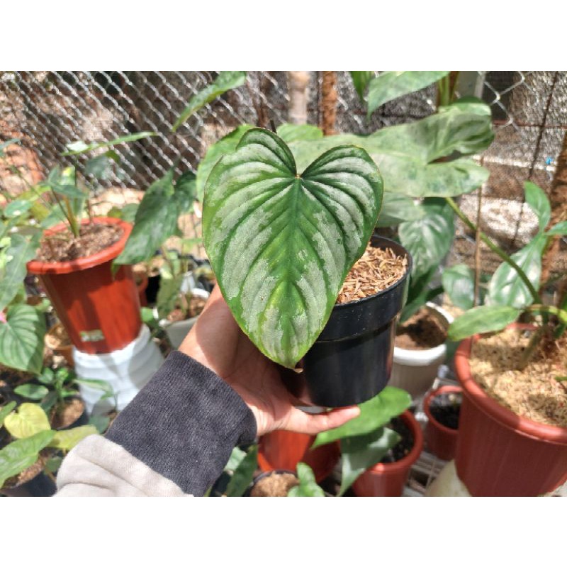 PROMO tanaman hias philodendron mamei / philodendron mamei murah