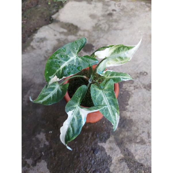 Tanaman Hias Syngonium T25,Syngonium T25