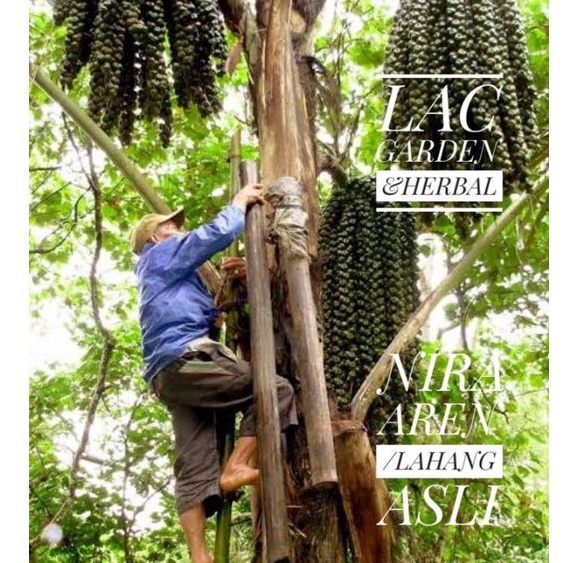 

[LAC]AIR NIRA AREN ASLI/LAHANG MANIS ORIGINAL PANGANDARAN TANPA PENGAWET 500 GR