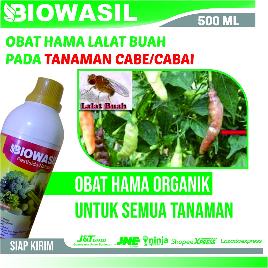 Promo Biowasil Insektisida Hama Lalat Buah Pada Cabe Merah Paling Ampuh - Insektisida Cair Untuk Ham