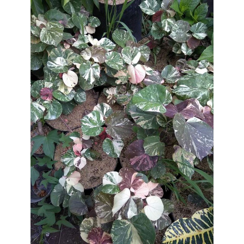 Bibit Bonsai Waru Varigata