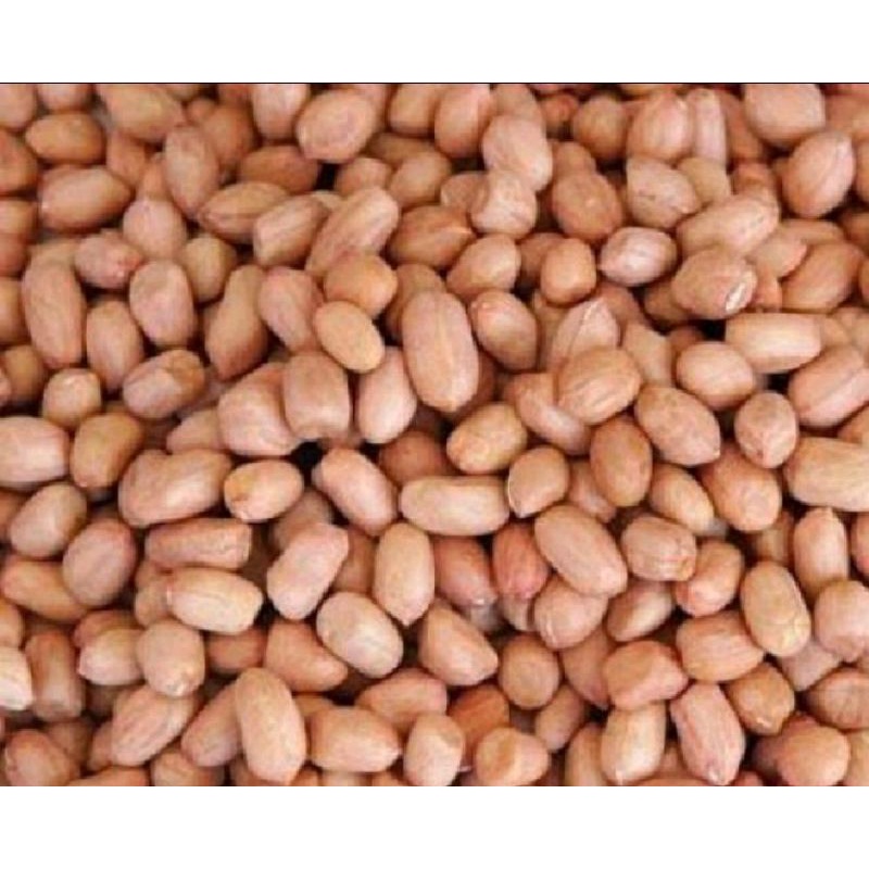 

Kacang tanah India harga murah 1kg