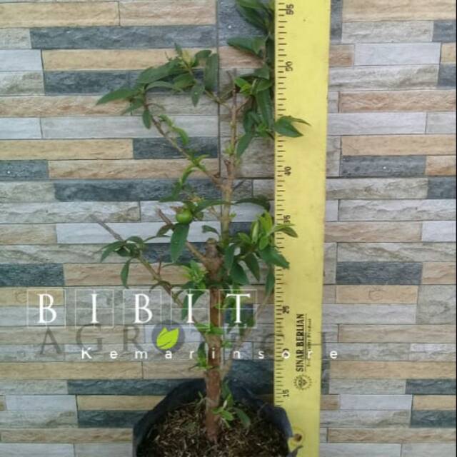 Bibit Jambu Kerikil/ Tanaman Jambu Kerikil