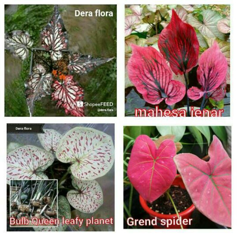 tanaman hias umbi caladium thailand keladi hias