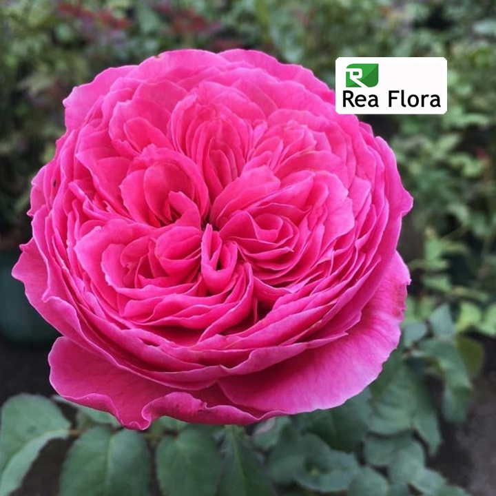 Tanaman Hias Bunga Mawar Yuzen - Mawar/Rose Import Jepang Yuzen - Mawar Wangi