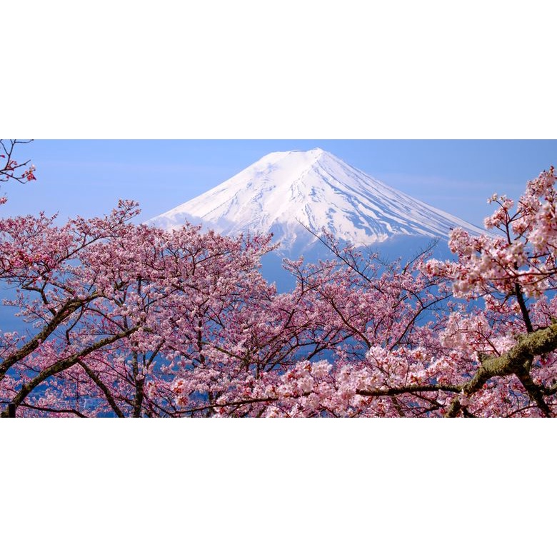 Lukisan murah lukisan cetak hiasan dinding gambar gugung fuji dan bunga sakura