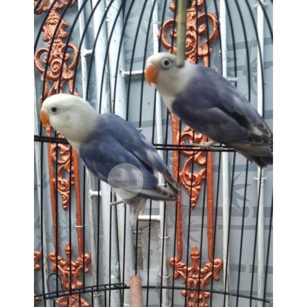 ADEEVAPOINT | BURUNG LOVEBIRD | CLEAR PIED | SEPASANG