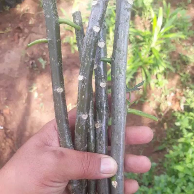 bibit stek pepaya jepang bibit pepaya calipornia bibit  pepaya thailand bibit pepaya bangkok