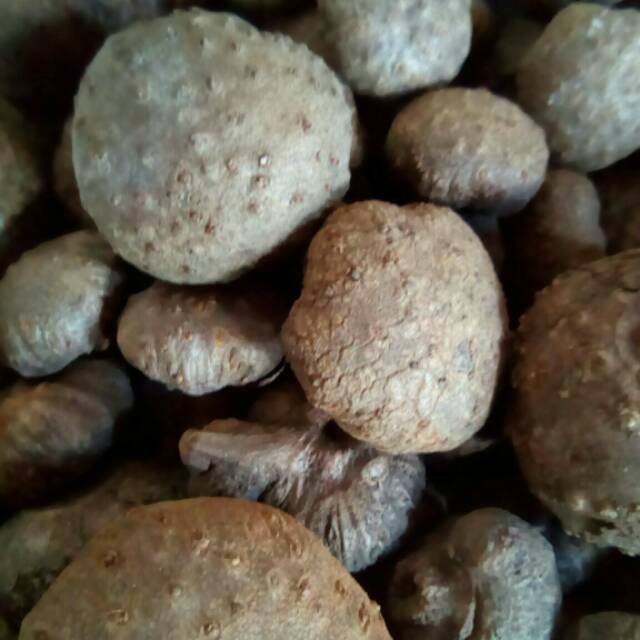 

Katak porang (bibit)