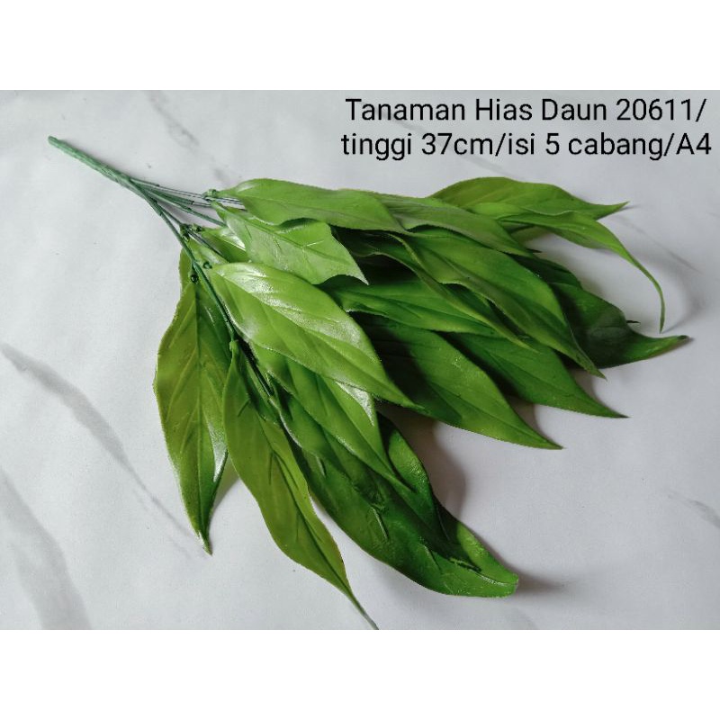 Tanaman Daun Hias 20611