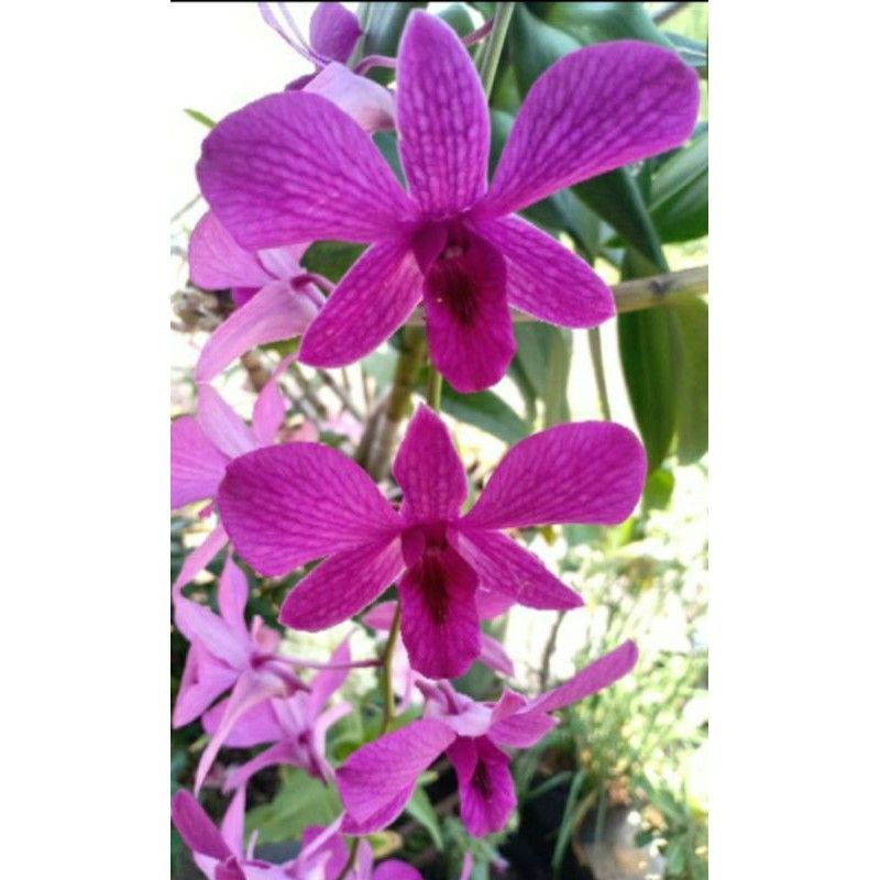 anggrek dendrobium Bantimurung