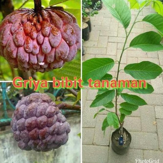 Len Best! Bibit Buah Srikaya Merah Jual!