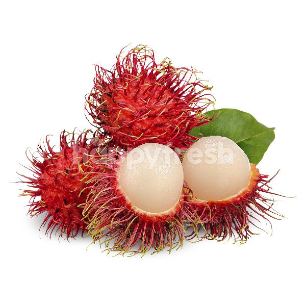 

Bibit Rambutan Aceh hasil okulasi cepat berbuah