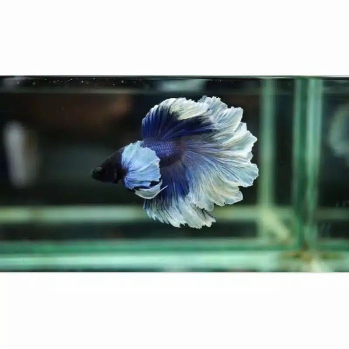 

cupang big ear random / hiasan aquarium